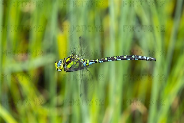 Southern Hawker (Aeshna cyanea)