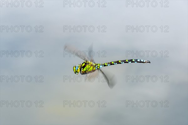 Southern Hawker (Aeshna cyanea)