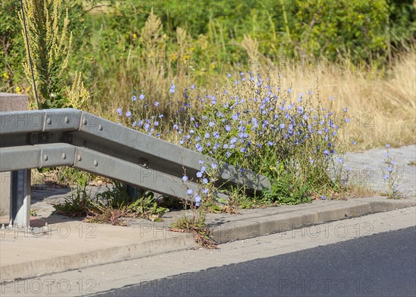 Common chicory (Cichorium intybus) at the roadside at a crash barrier