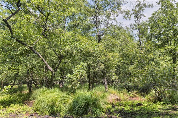 Summer floodplain forest with Greater Tussock Sedge (Carex paniculata) and Black alder (Alnus glutinosa)