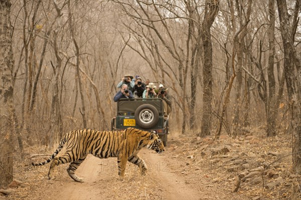 Tourists on a vehicle taking picture of a wild tiger (Panthera tigris tigris) crossing the forest track
