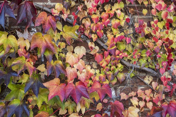 Boston ivy (Parthenocissus tricuspidata)