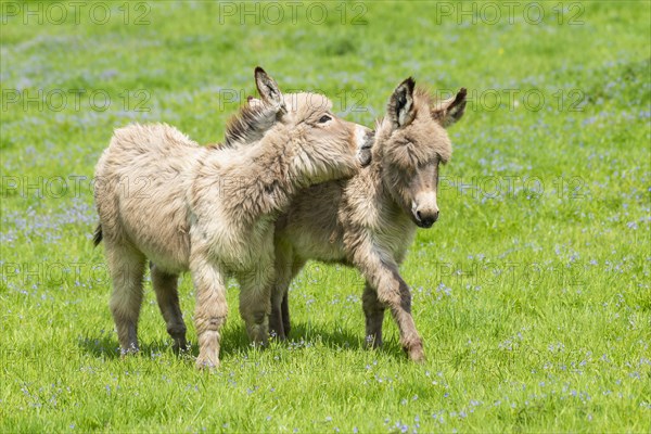 Donkey or (Equus asinus asinus)