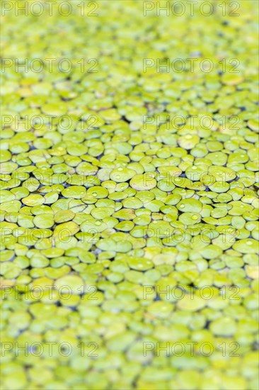 Common duckweeds (Lemna minor)