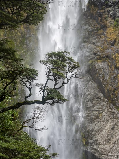 Branch of a tree in front of waterfall