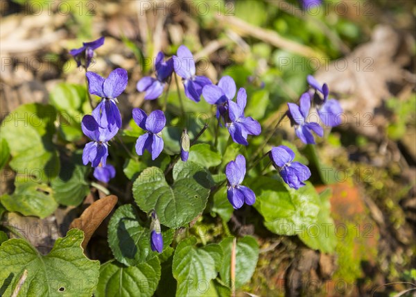 Wood violet (Viola odorata)