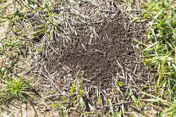 Red Wood Ants (Formica rufa) start building a nest hill