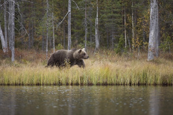 Brown bear (Ursus arctos) in autumn forest