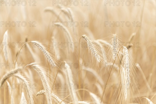 Ears of corn