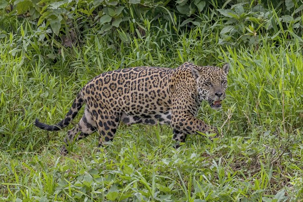 Jaguar (Panthera Onca)