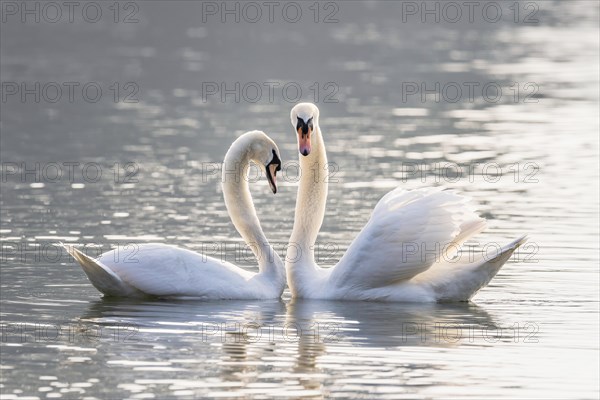 Mute swan (Cygnus olor)