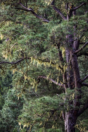 Bearded lichen covered Canary Island pine (Pinus canariensis)