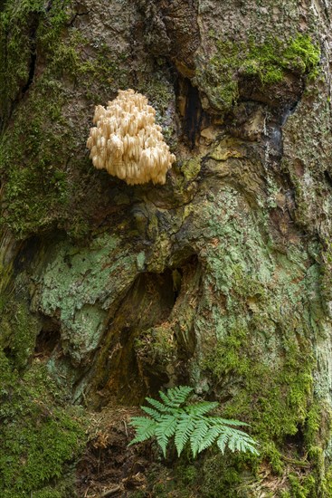 Hericium flagellum (Hericium flagellum) to European silver fir (Abies alba)