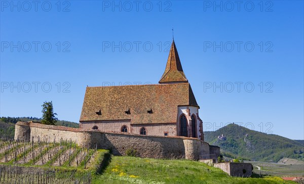 Church of Saint James in the wine growing region