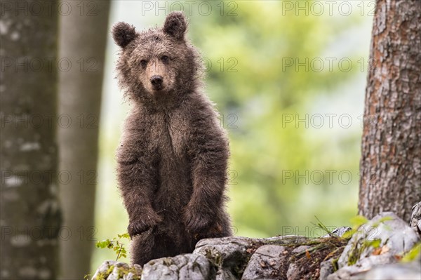 European brown bear (Ursus arctos arctos) standing in the forest