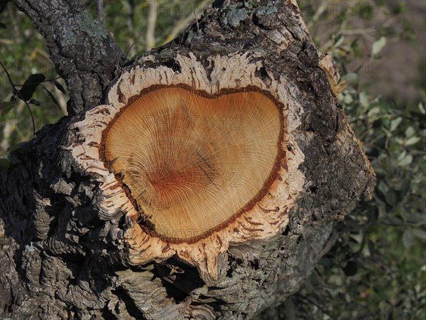 Cork oak (Quercus suber)