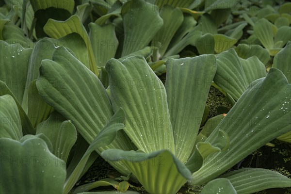 Water cabbage (Pistia stratiotes) Botanical Garden Berlin