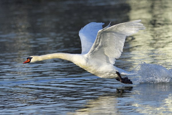 Mute swan (Cygnus olor)