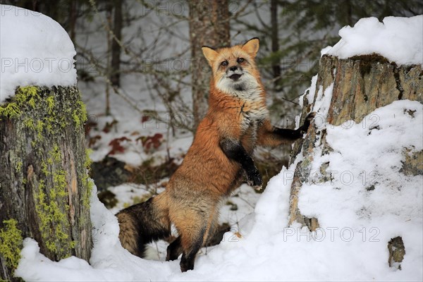 American red fox