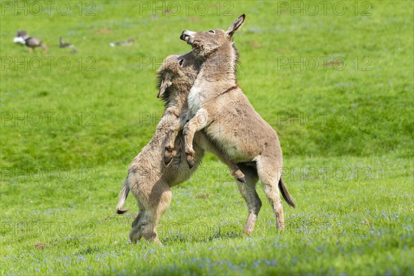 Donkey or (Equus asinus asinus)