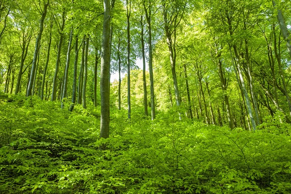 Common beeches forest (Fagus sylvatica)