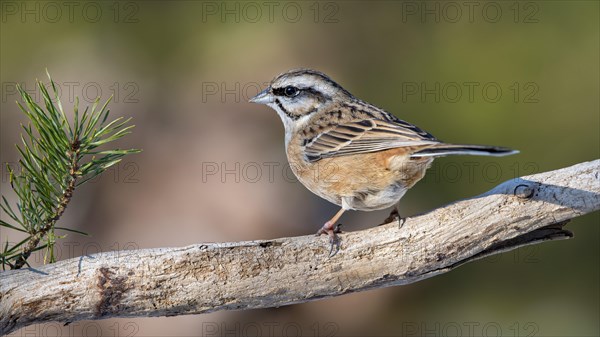 Rock Bunting (Emberiza cia)