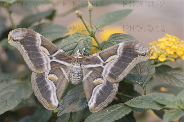 Ailanthus silkmoth (Samia cynthia)