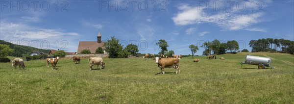 Cows in front of the church of