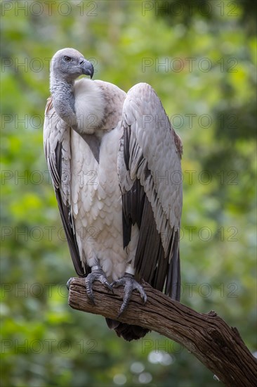 Cape griffon or (Gyps coprotheres) sitting on branch