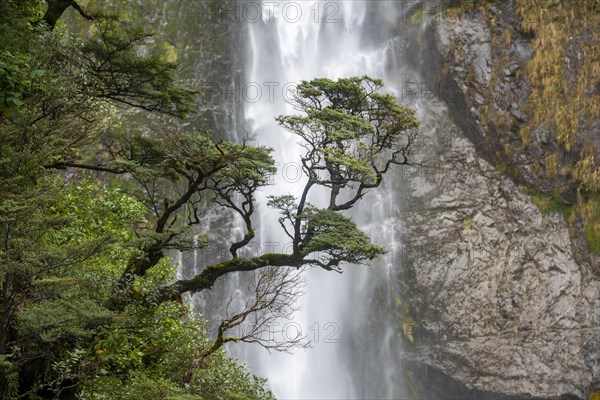 Branch of a tree in front of waterfall