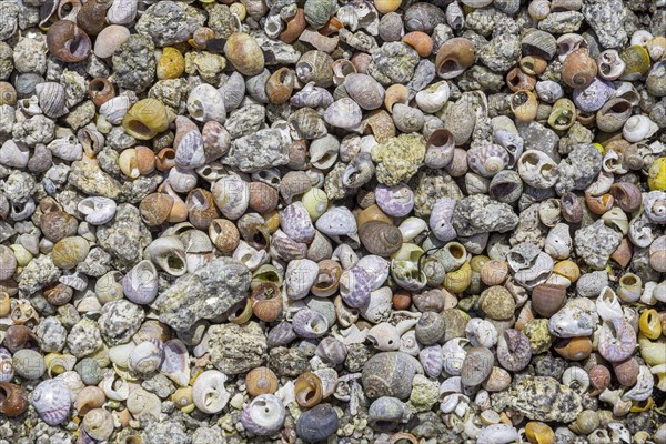 Mussels and snail shells