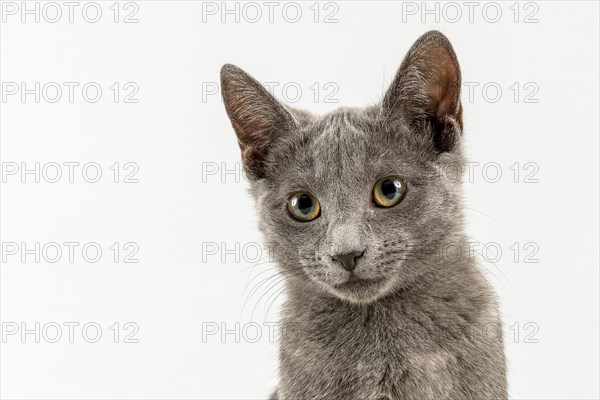 Breedcat Russian Blue (Felis silvestris catus)