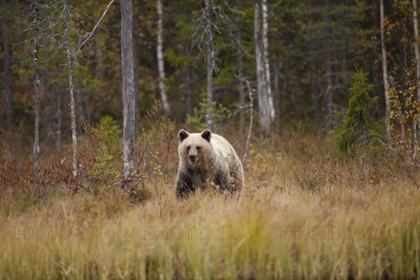 Brown bear (Ursus arctos)