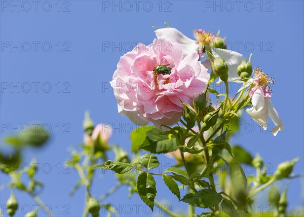 Rose chafer (Cetonia aurata) in a Rose (Rosa)