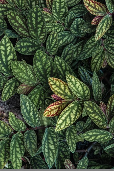 Green and purple patterned leaves