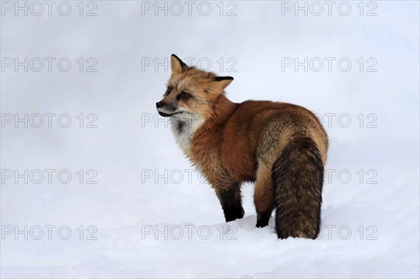 American red fox