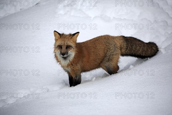 American red fox