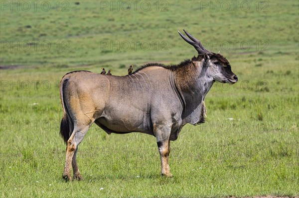 Eland