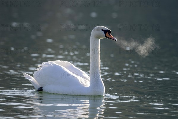 Mute swan (Cygnus olor)