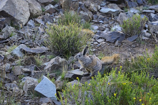 Mountain viscacha or (Lagidium)