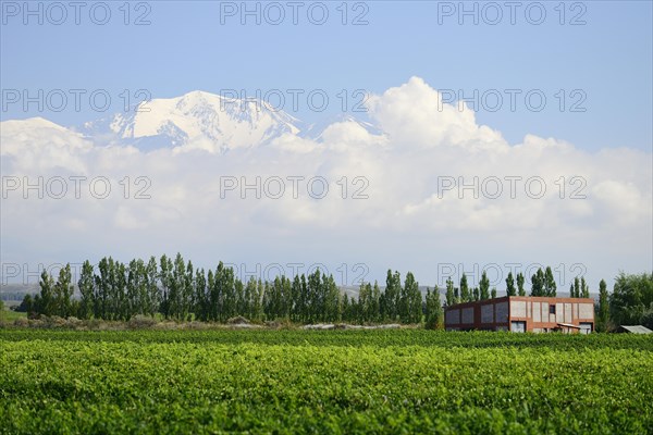 Simple cellar building in the vineyard