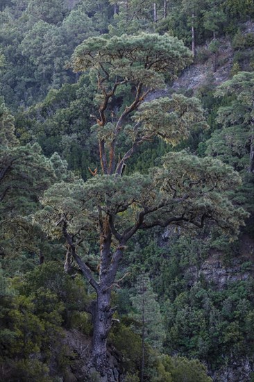 Detail of a tree in the Caldera de Taburiente