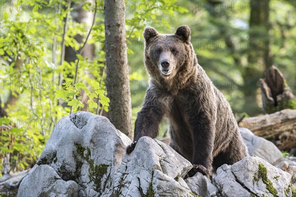 European brown bear (Ursus arctos arctos) in forest