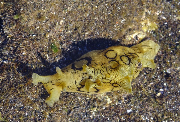 Spotted sea hare (Aplysia dactylomela) in tidal pools