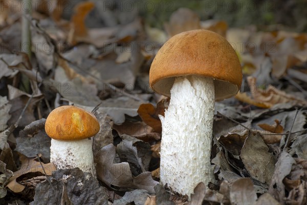 Red-capped scaber stalk (Leccinum leucopodium)