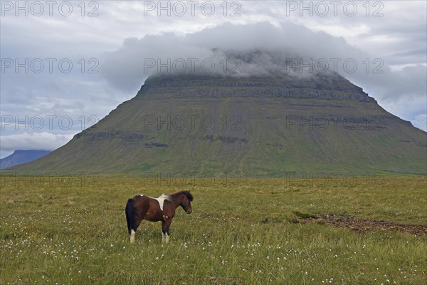 Iceland horse and mountain Kirkjufell in the clouds