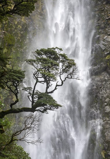 Branch of a tree in front of waterfall