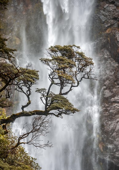 Branch of a tree in front of waterfall