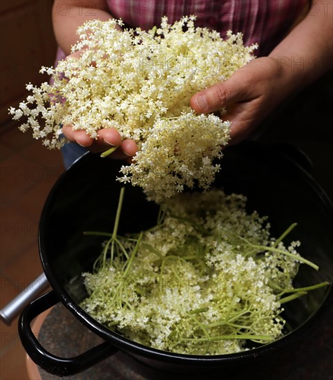 Cut off elderflowers in pot