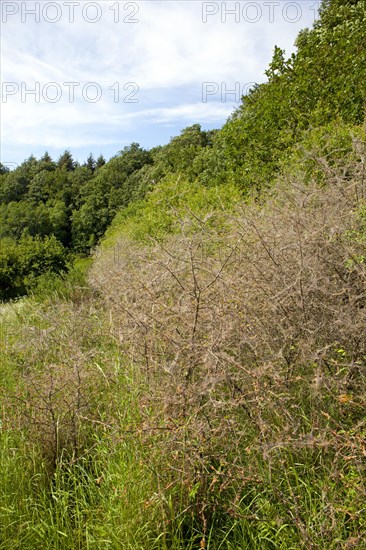 Ermine moths (Yponomeutidae) cover a Blackthorn hedge (Prunus spinosa) with spun yarn